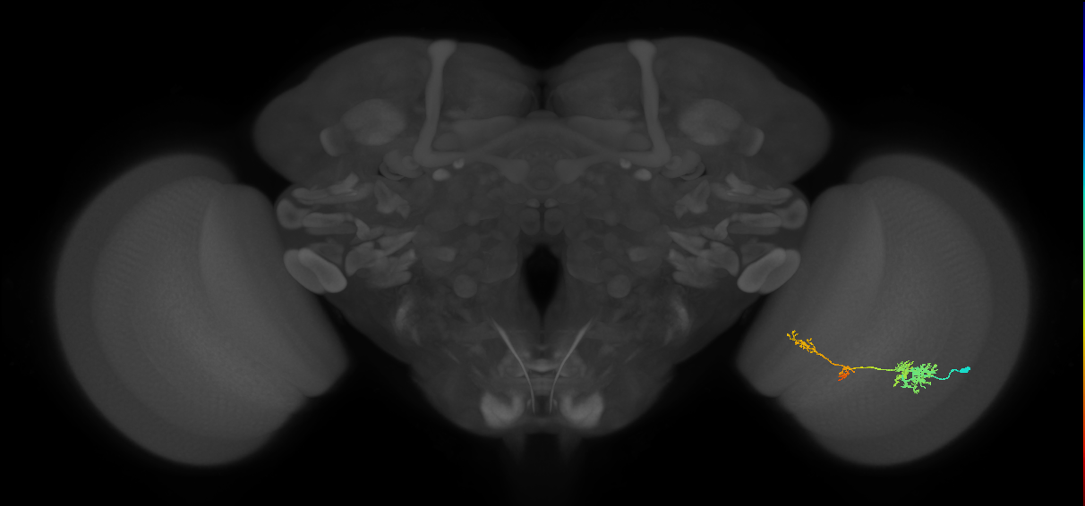 TmY13_R (JRC_OpticLobe:51841)