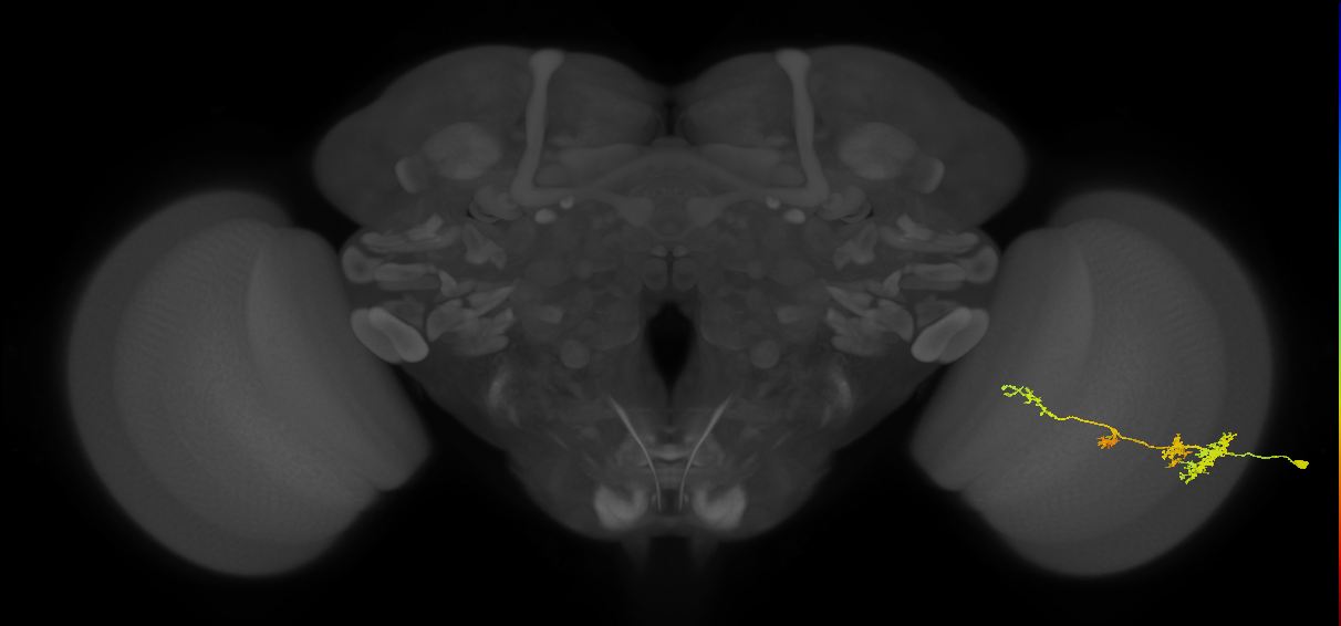 TmY13_R (JRC_OpticLobe:36480)