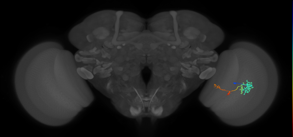 TmY13_R (JRC_OpticLobe:51461)