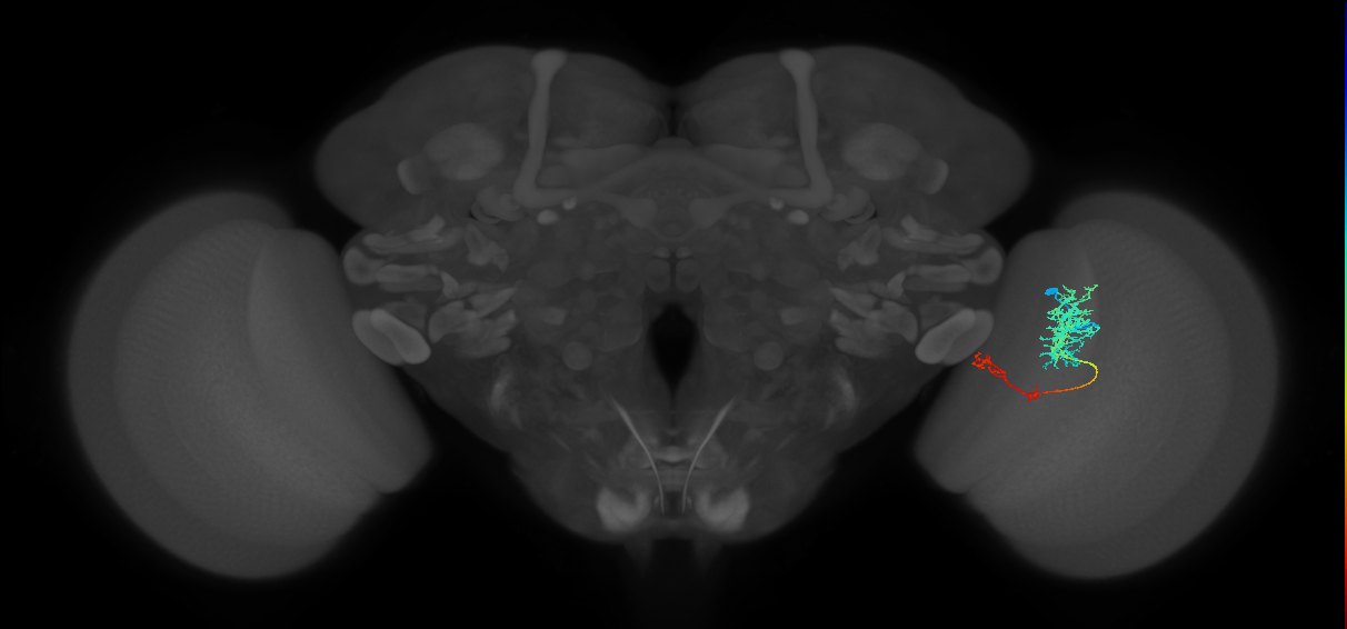 TmY13_R (JRC_OpticLobe:53715)