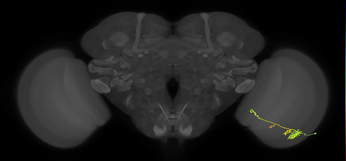 TmY13_R (JRC_OpticLobe:38267)