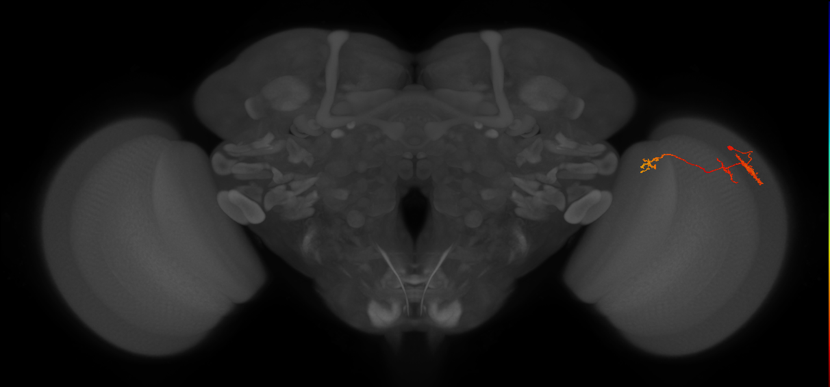 TmY13_R (JRC_OpticLobe:67765)