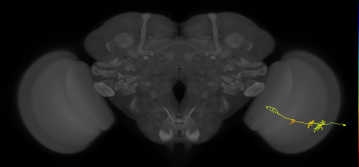 TmY13_R (JRC_OpticLobe:67184)