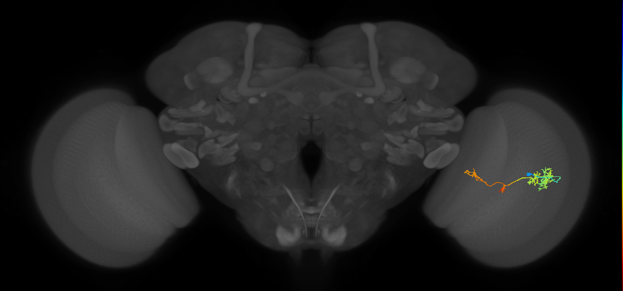 TmY13_R (JRC_OpticLobe:54191)