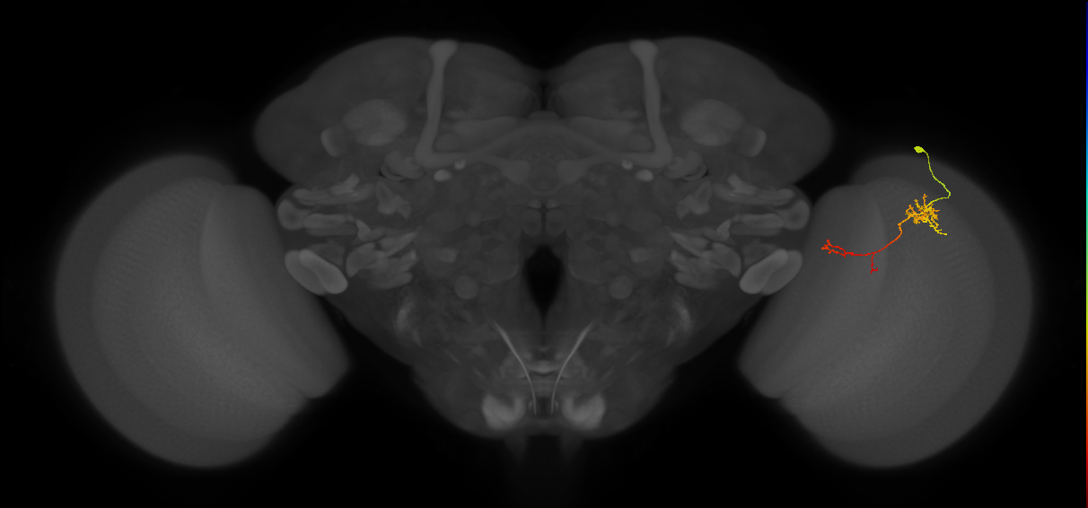 TmY13_R (JRC_OpticLobe:72618)