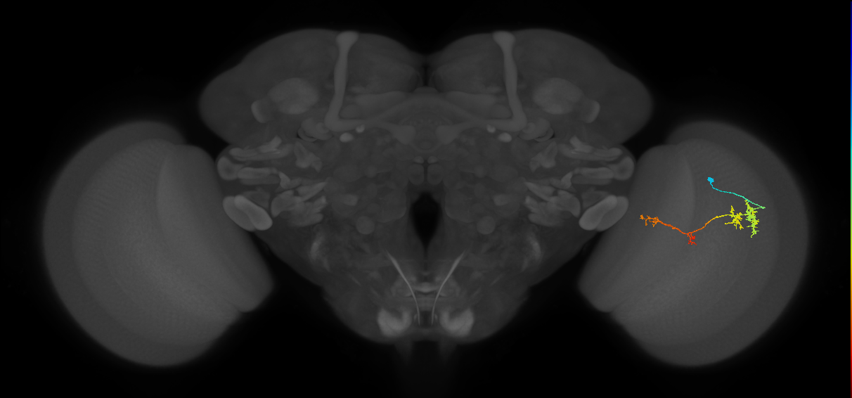 TmY13_R (JRC_OpticLobe:63495)