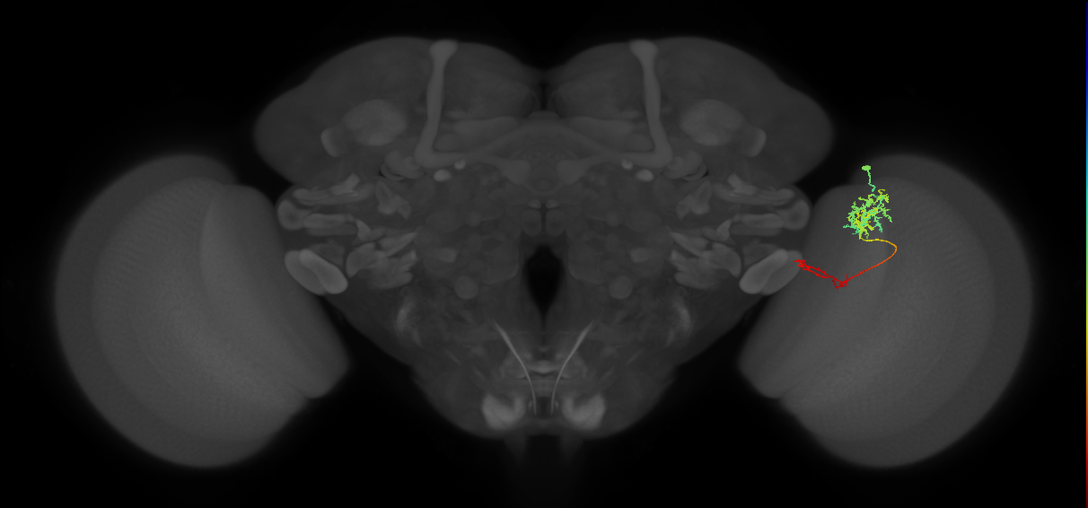 TmY13_R (JRC_OpticLobe:70640)