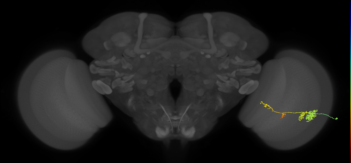 TmY13_R (JRC_OpticLobe:42535)