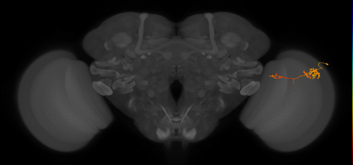 TmY13_R (JRC_OpticLobe:63719)