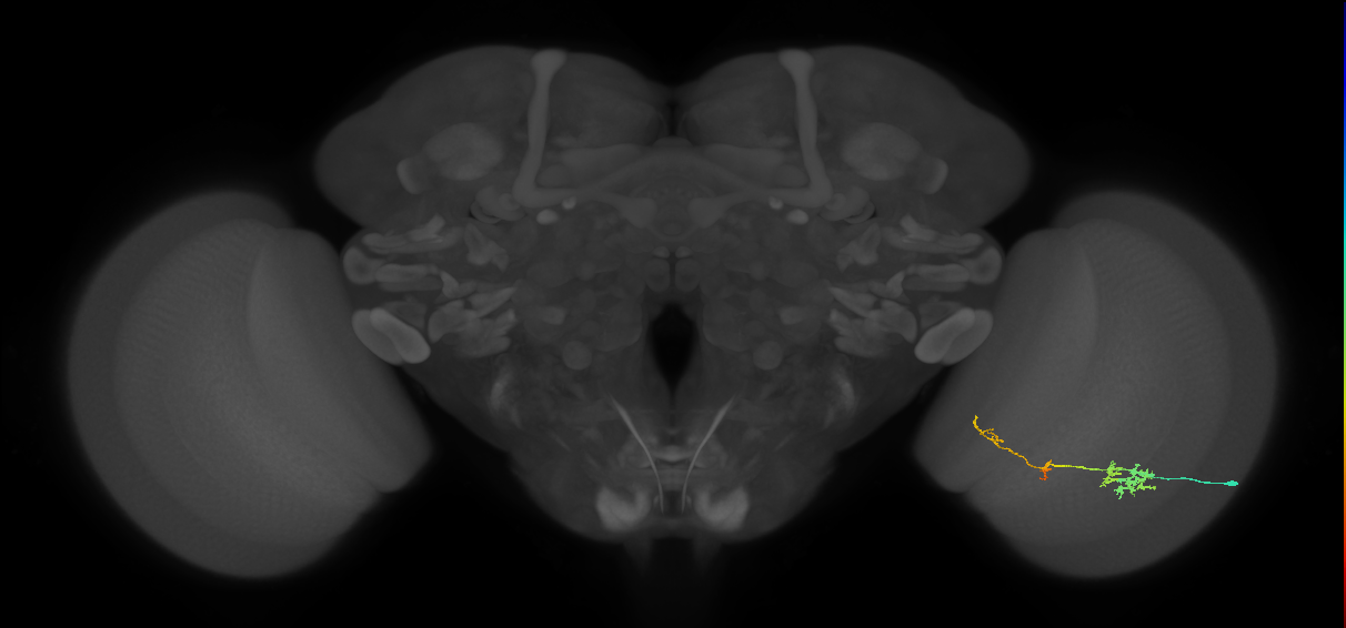 TmY13_R (JRC_OpticLobe:63778)