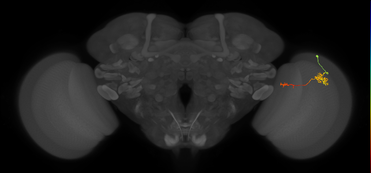 TmY13_R (JRC_OpticLobe:66106)