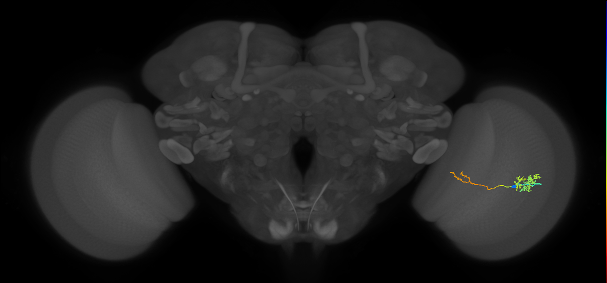 TmY13_R (JRC_OpticLobe:62795)