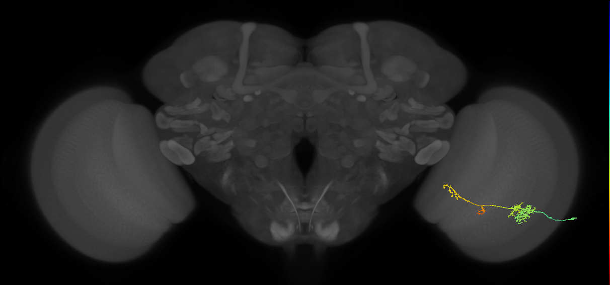 TmY13_R (JRC_OpticLobe:61506)