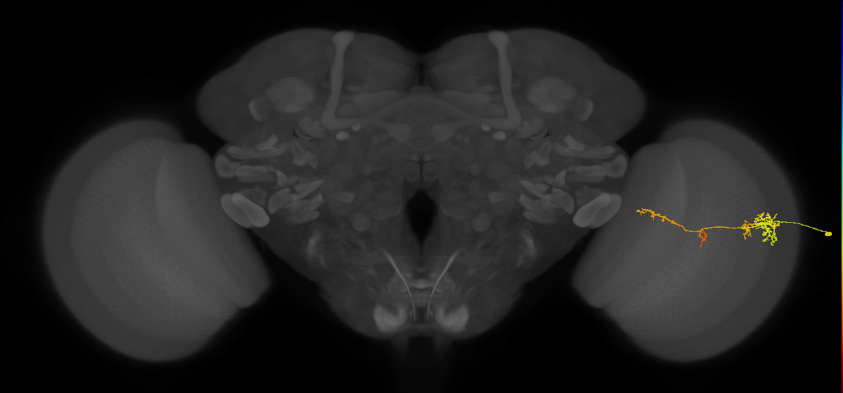TmY13_R (JRC_OpticLobe:55463)