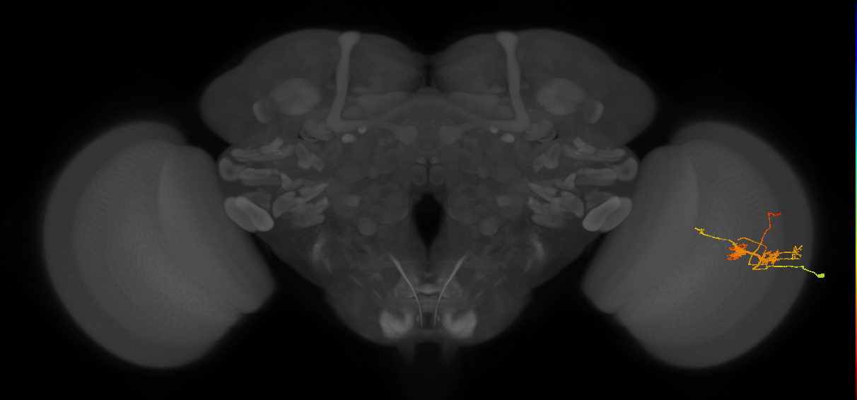 TmY14_R (JRC_OpticLobe:33946)