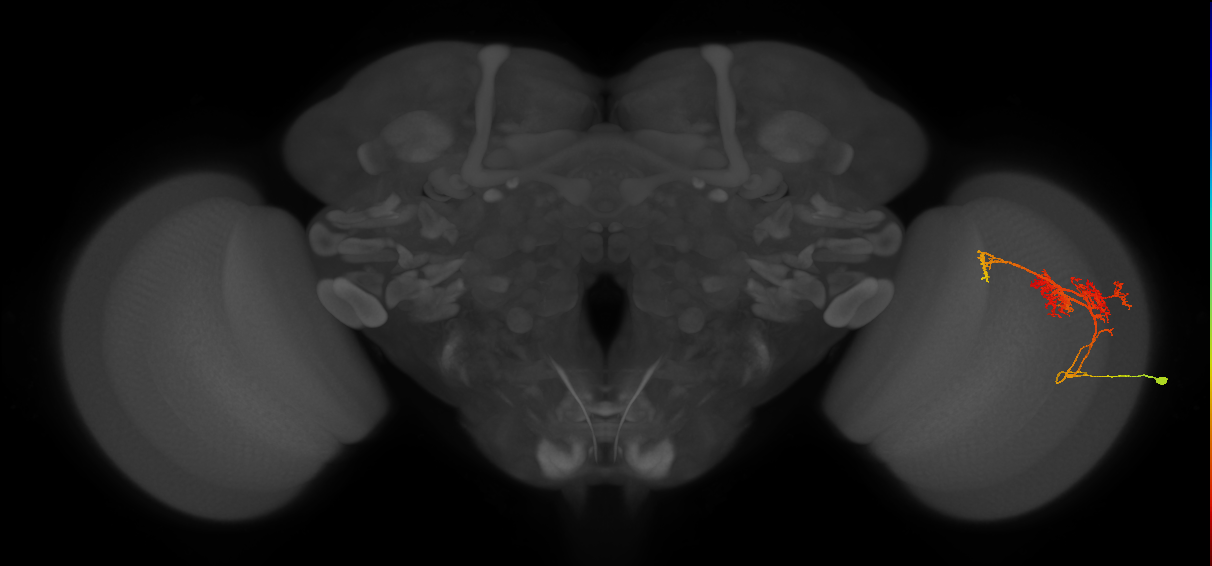 TmY14_R (JRC_OpticLobe:22048)