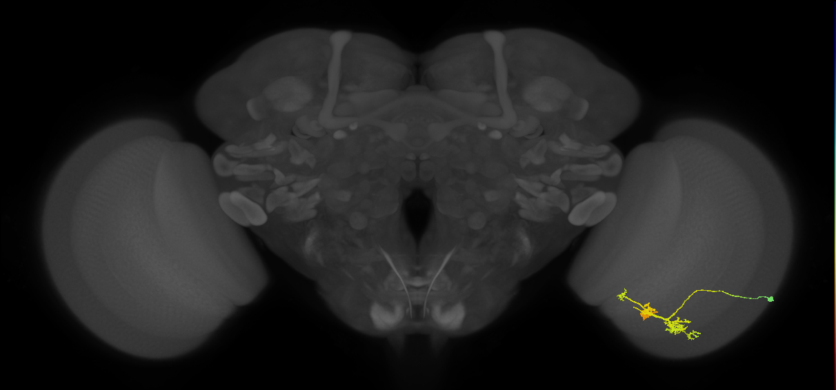 TmY14_R (JRC_OpticLobe:26310)