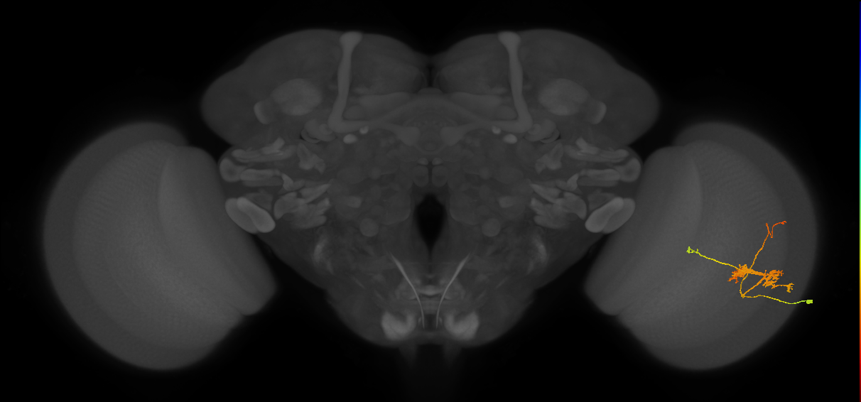 TmY14_R (JRC_OpticLobe:25899)