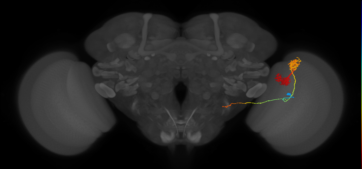 TmY14_R (JRC_OpticLobe:17598)