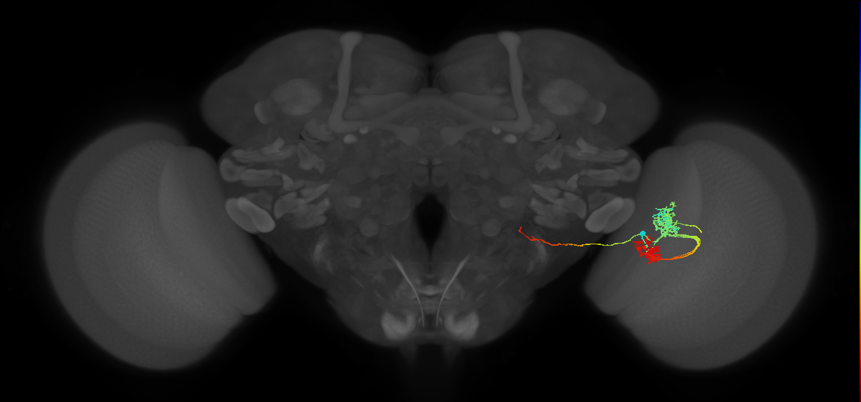 TmY14_R (JRC_OpticLobe:21930)