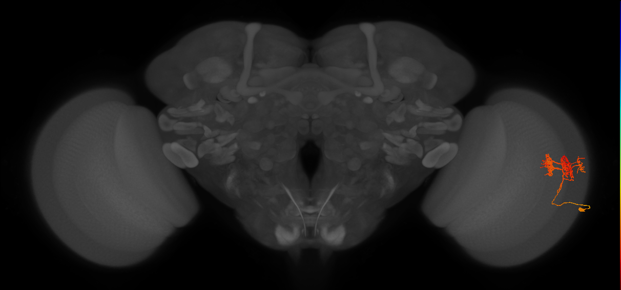 TmY14_R (JRC_OpticLobe:25183)