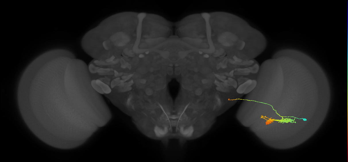 TmY14_R (JRC_OpticLobe:15743)