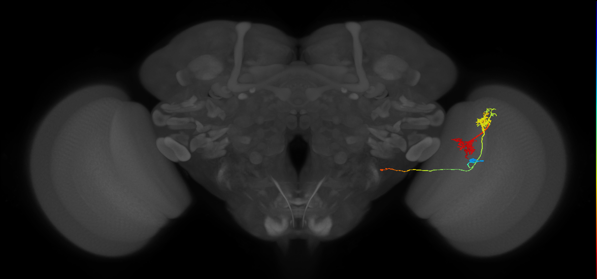 TmY14_R (JRC_OpticLobe:23013)