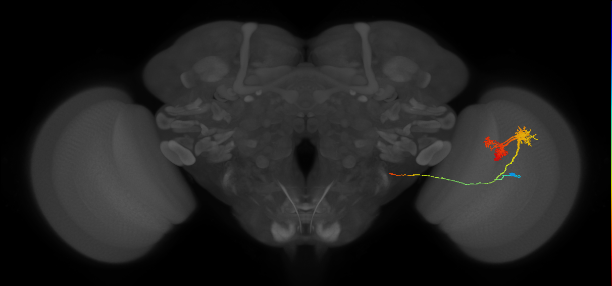 TmY14_R (JRC_OpticLobe:18308)