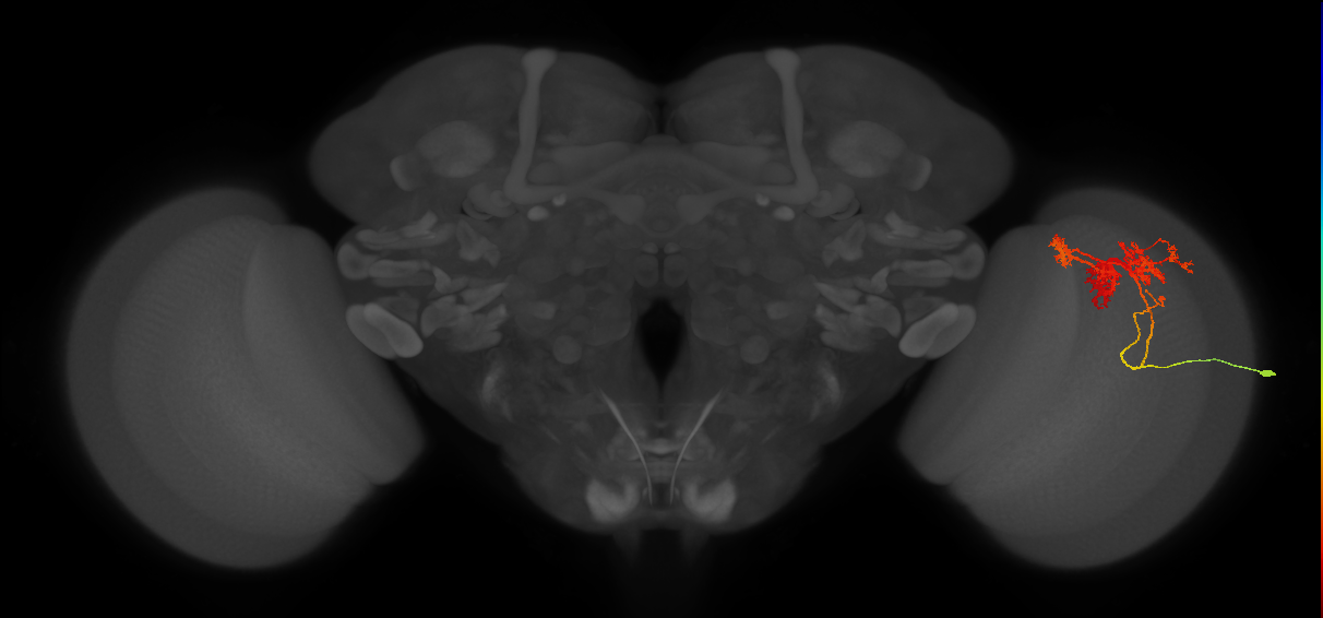 TmY14_R (JRC_OpticLobe:18176)