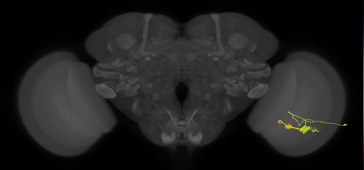 TmY14_R (JRC_OpticLobe:22100)