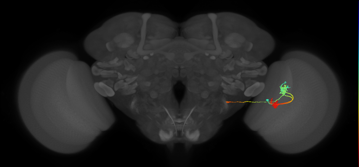 TmY14_R (JRC_OpticLobe:23011)