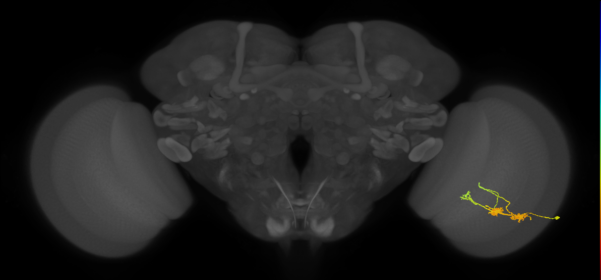 TmY14_R (JRC_OpticLobe:26363)