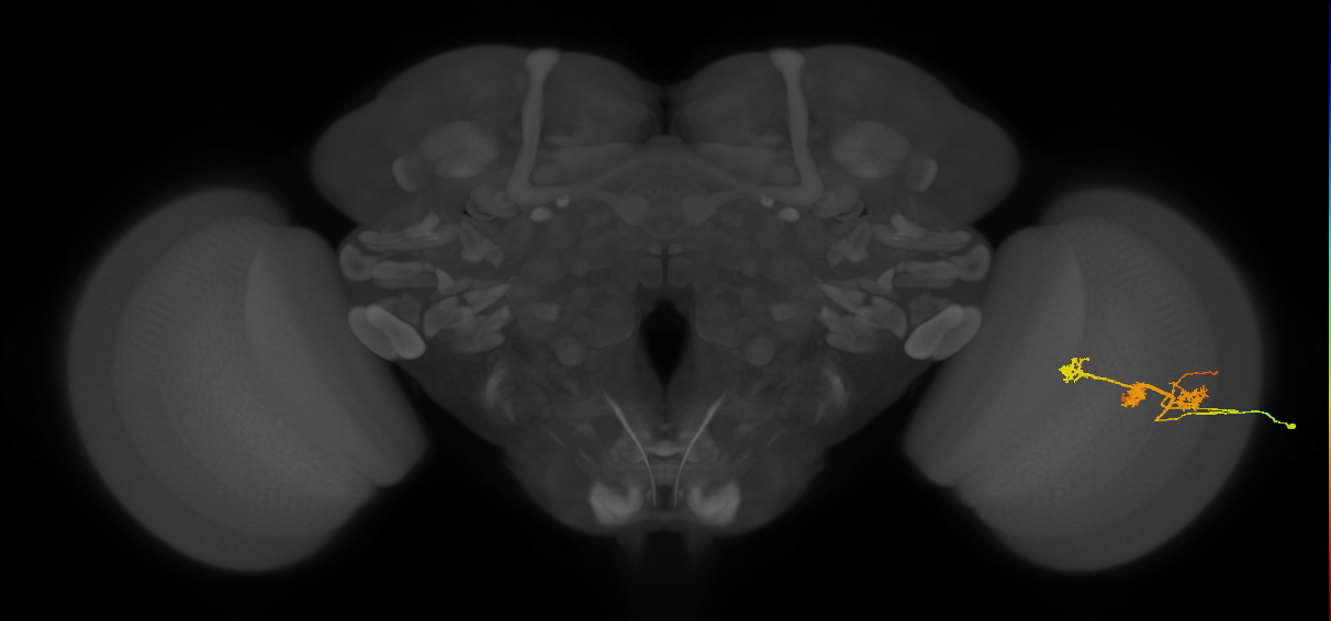 TmY14_R (JRC_OpticLobe:23169)