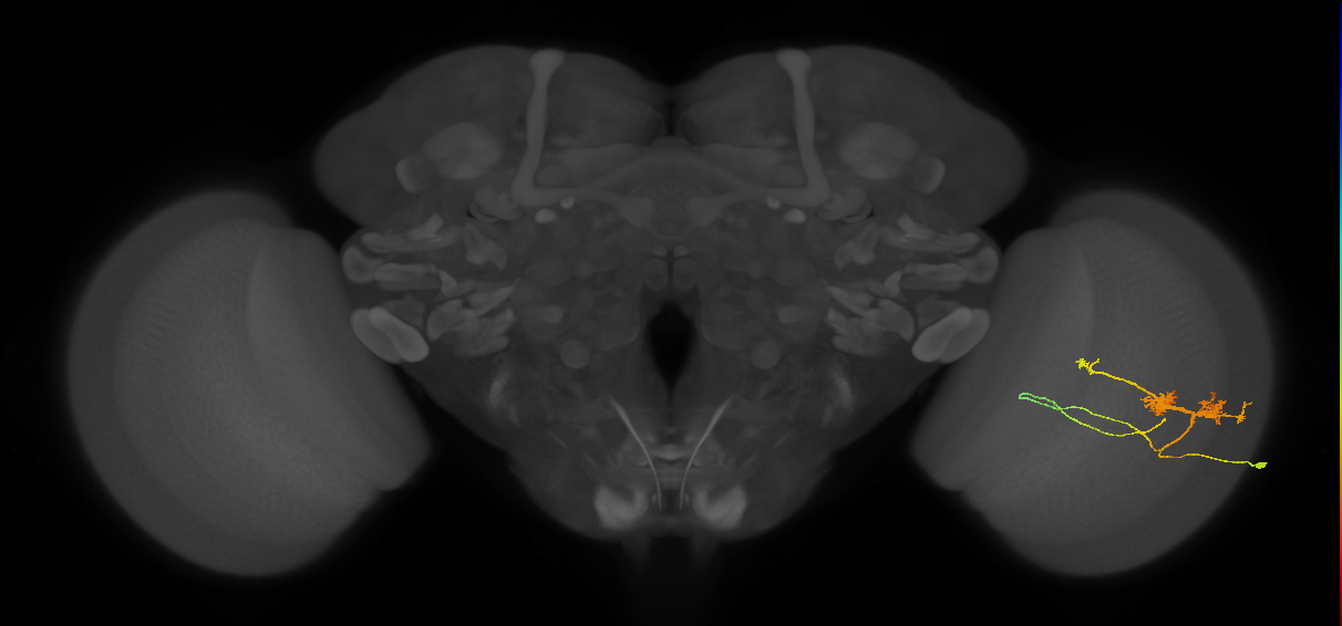 TmY14_R (JRC_OpticLobe:23245)