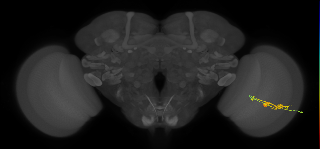 TmY14_R (JRC_OpticLobe:24074)