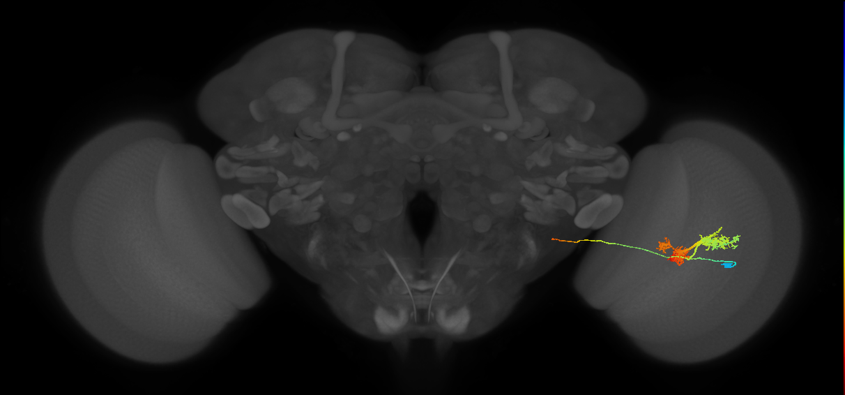 TmY14_R (JRC_OpticLobe:18763)