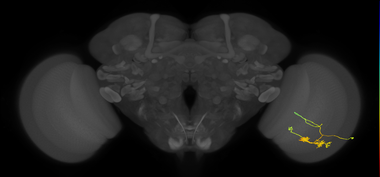 TmY14_R (JRC_OpticLobe:24555)