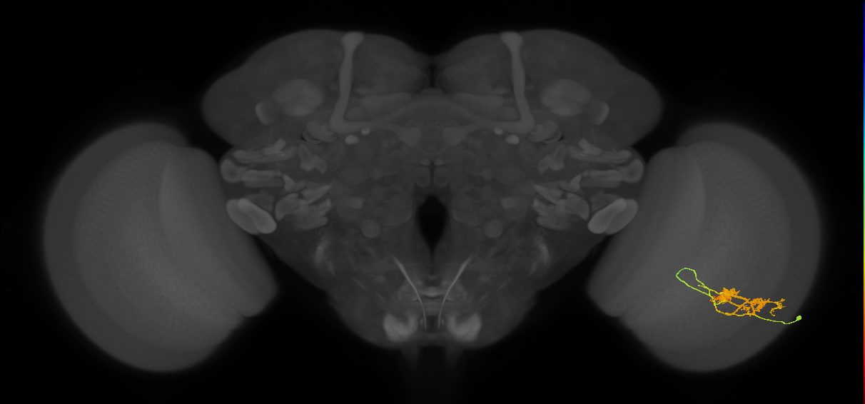 TmY14_R (JRC_OpticLobe:23250)