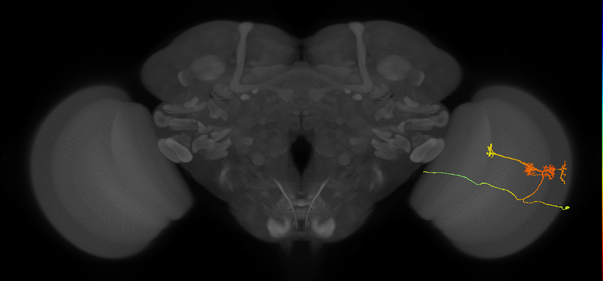 TmY14_R (JRC_OpticLobe:23350)