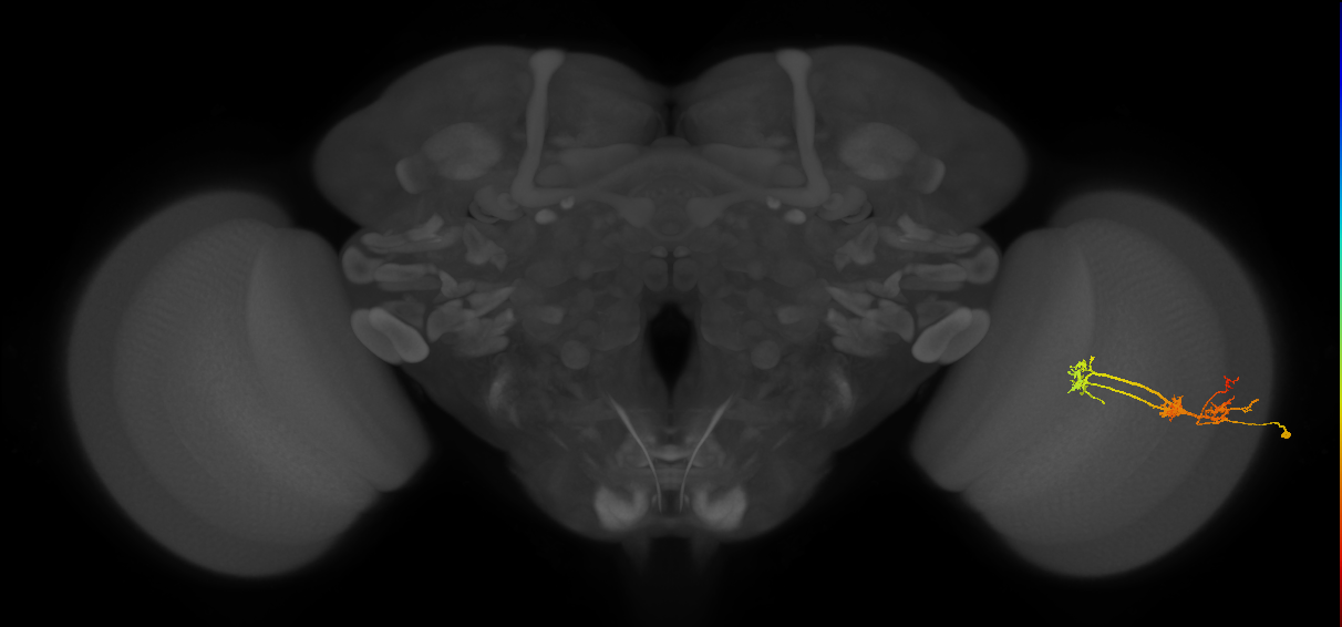 TmY14_R (JRC_OpticLobe:26677)
