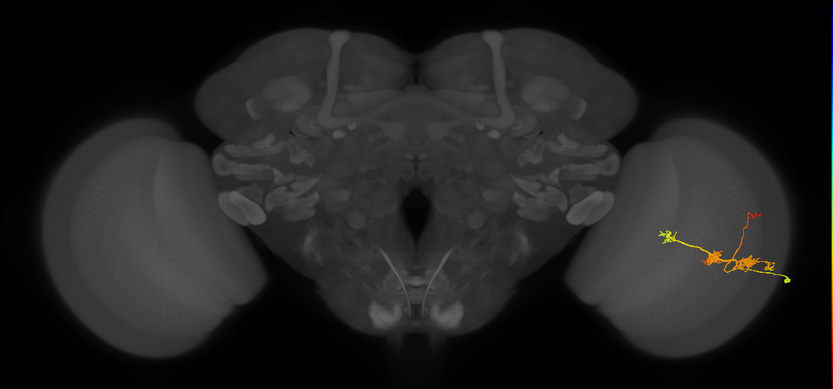 TmY14_R (JRC_OpticLobe:25759)