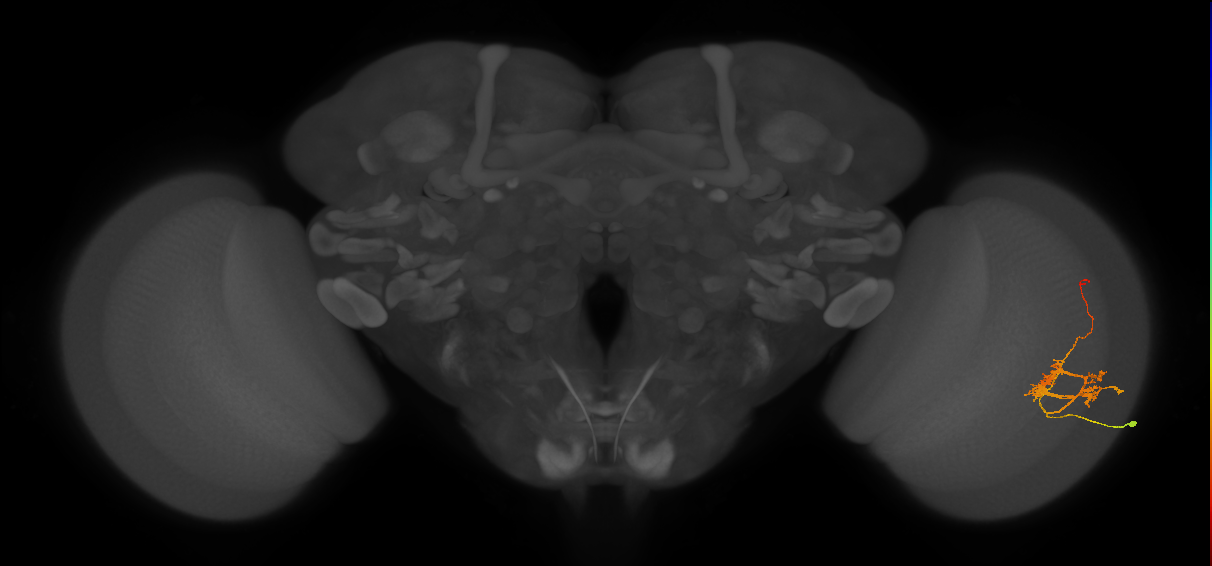 TmY14_R (JRC_OpticLobe:30636)