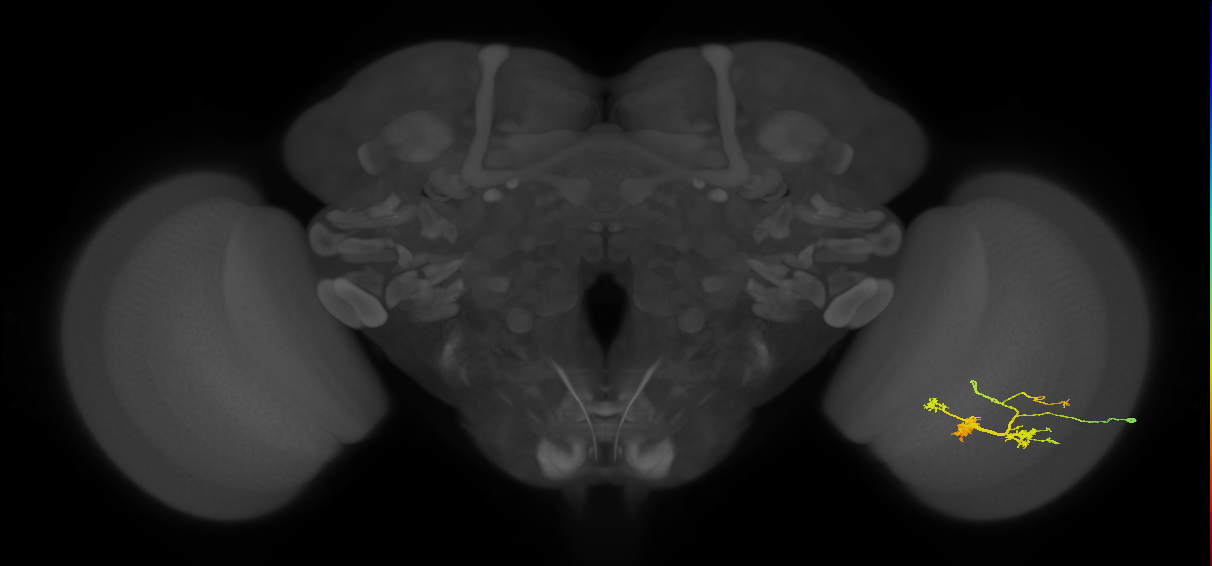 TmY14_R (JRC_OpticLobe:22796)