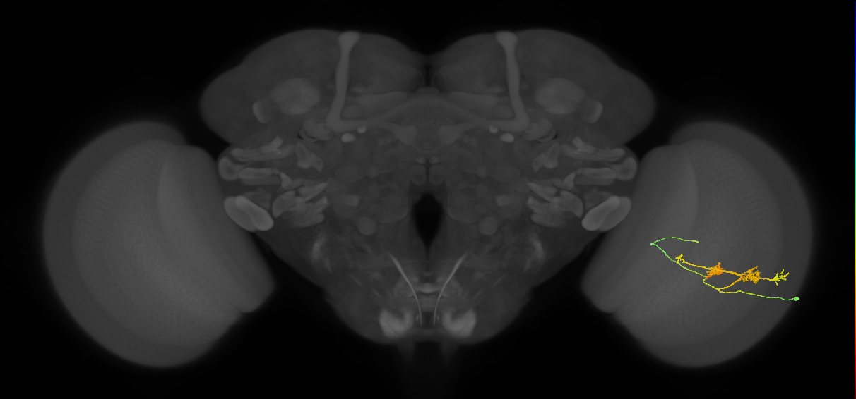 TmY14_R (JRC_OpticLobe:28337)