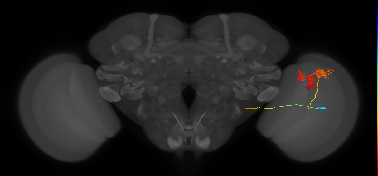 TmY14_R (JRC_OpticLobe:18944)