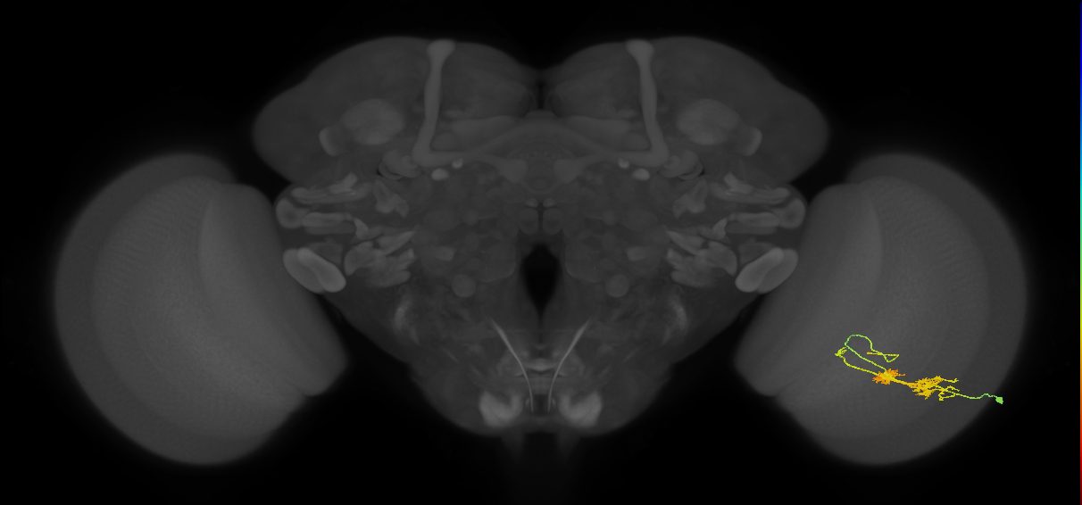 TmY14_R (JRC_OpticLobe:24943)