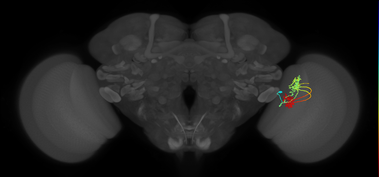 TmY14_R (JRC_OpticLobe:21461)