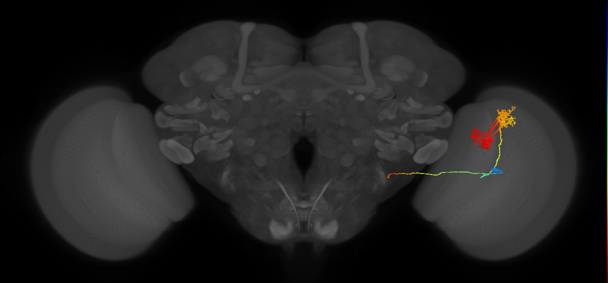 TmY14_R (JRC_OpticLobe:18352)