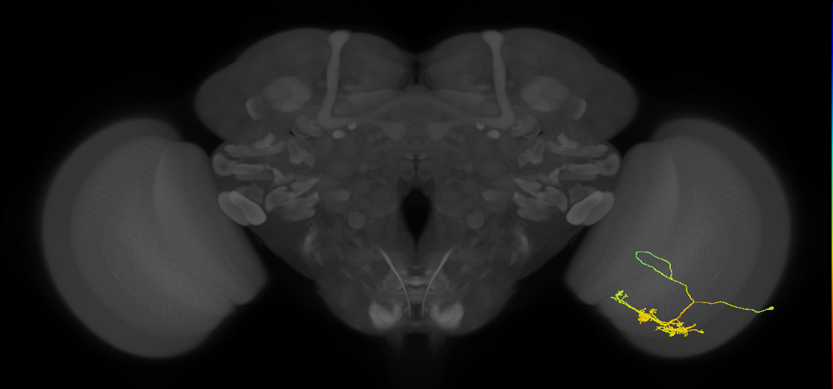 TmY14_R (JRC_OpticLobe:25654)