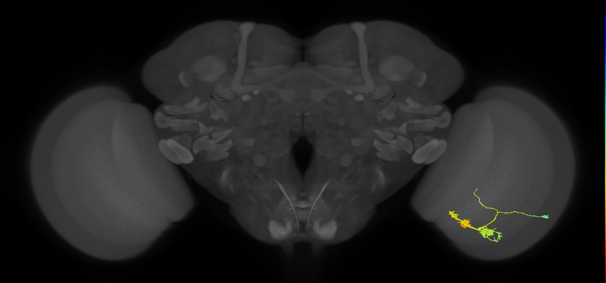 TmY14_R (JRC_OpticLobe:24013)